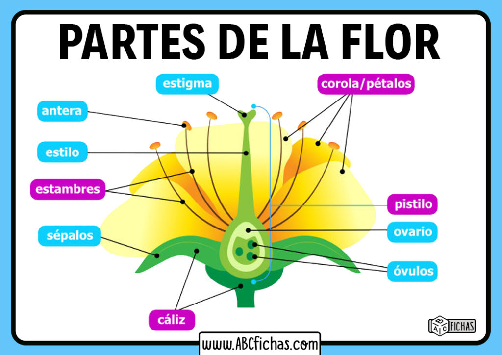 Definición Estructura Y Partes De Una Flor 0645