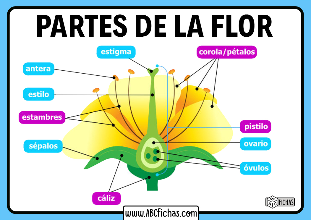 Top 123 Imagenes De Partes De Una Flor Anmbmx