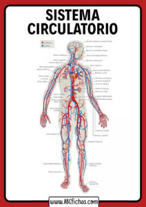 Sistema circulatorio venas y arterias