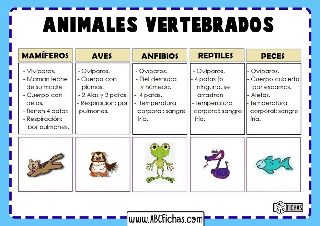 Los Animales Vertebrados | Clasificación y Tipos de Vertebrados