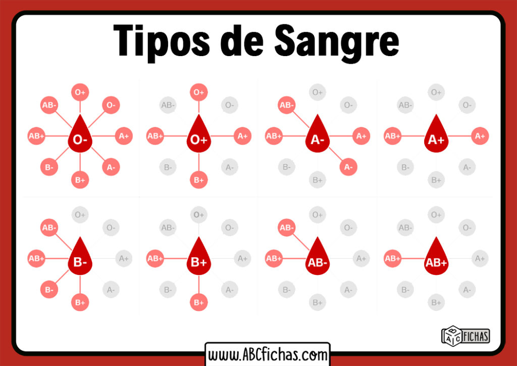 Tipos De Grupos Sanguineos - ABC Fichas