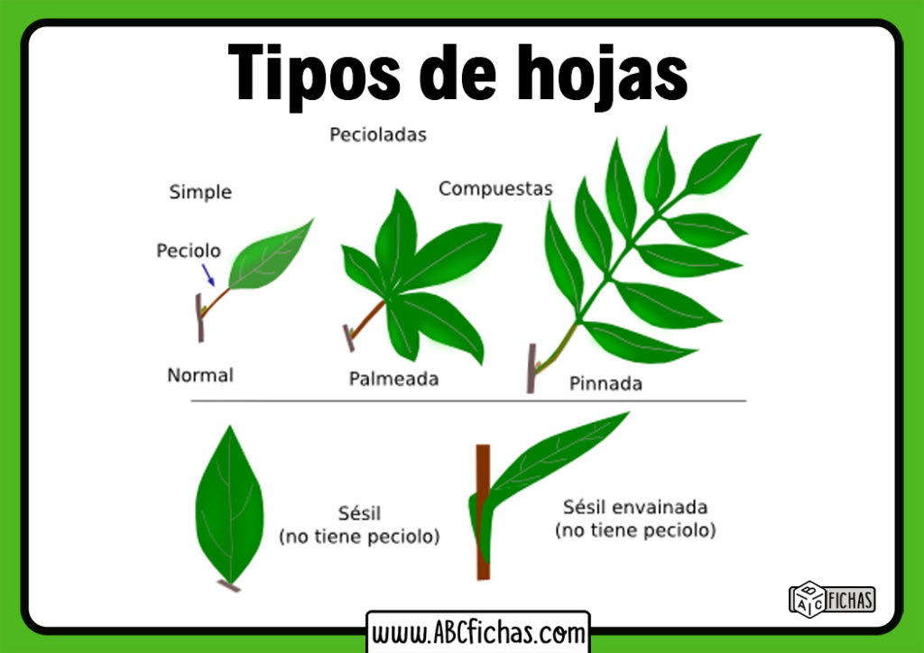 Tipos De Hojas Abc Fichas Riset 