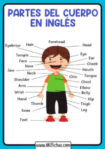 Vocabulario partes del cuerpo ingles