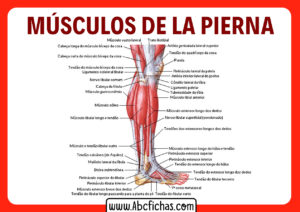 Anatomia de la pierna