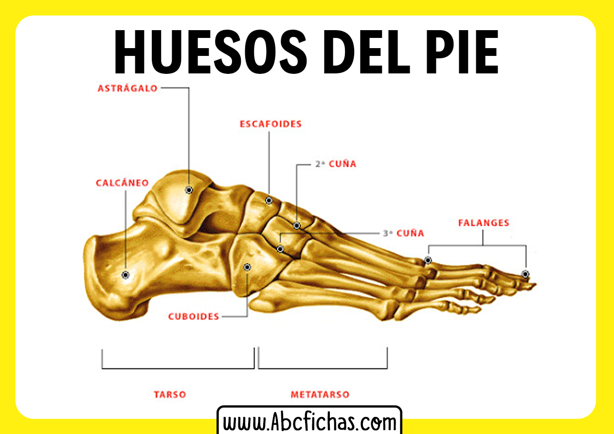 Anatomia De Los Huesos Del Pie Abc Fichas