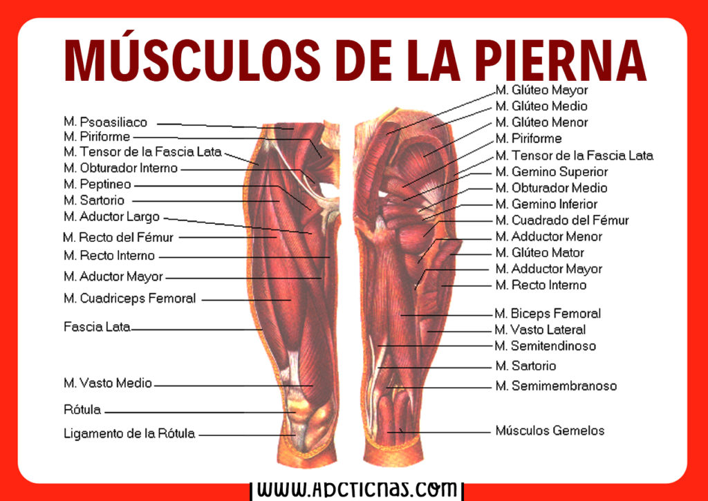 Anatomía De Los Músculos De Las Piernas Sistema Muscular 