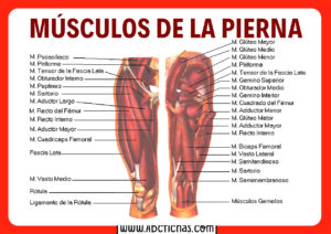 Anatomia de los musculos de las piernas