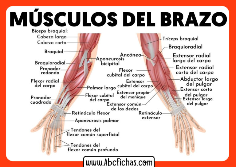 Anatomia De Los Musculos Del Brazo Y Antebrazo - ABC Fichas