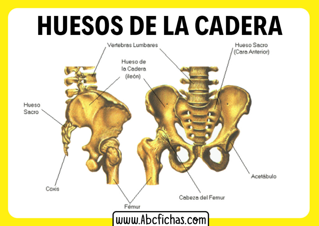 Anatomia De Los Huesos De La Cadera Abc Fichas 8569