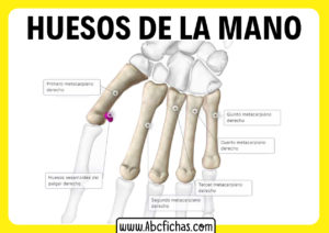 Anatomia de los huesos de la mano