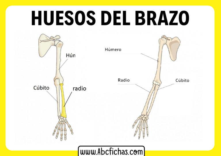 Anatomía Y Huesos Del Brazo Humano