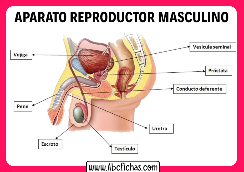 Anatomia Del Aparato Reproductor Masculino ABC Fichas