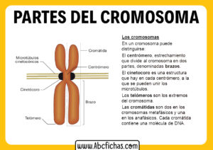 Anatomia del cromosoma y sus partes