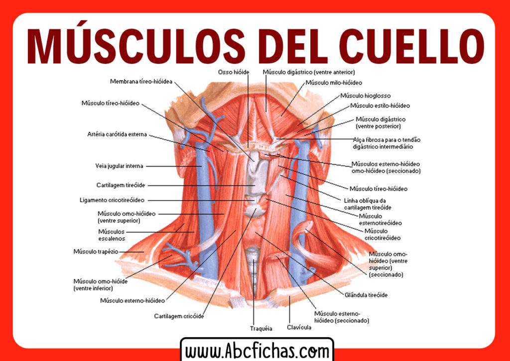 Anatomia del cuello - ABC Fichas