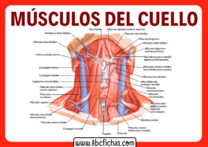 Anatomia del cuello