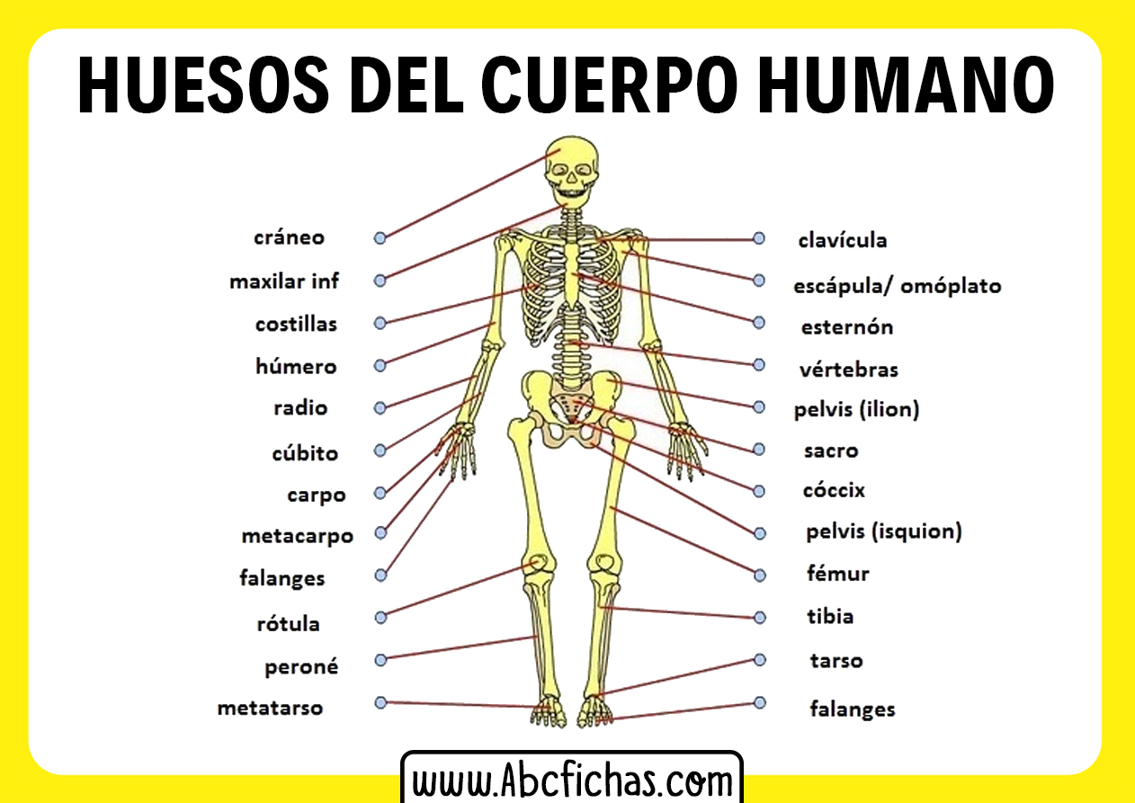 Anatomia Del Cuerpo Humano Y Huesos Abc Fichas