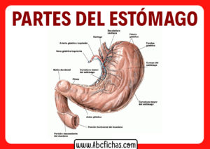 Anatomia del estomago