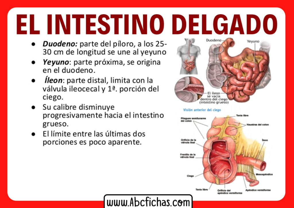 Intestino Delgado Aparato Digestivo Humano | Images And Photos Finder