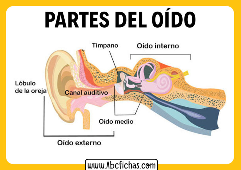 Las Partes Del Oido