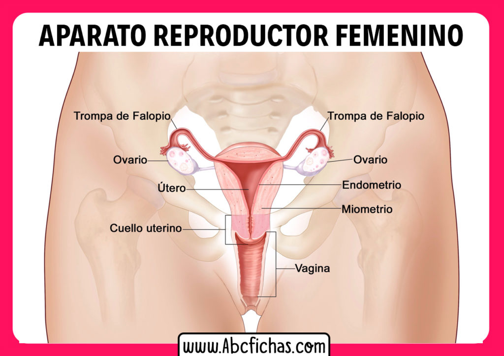 Anatomia Del Sistema Reproductor Femenino Abc Fichas 3308