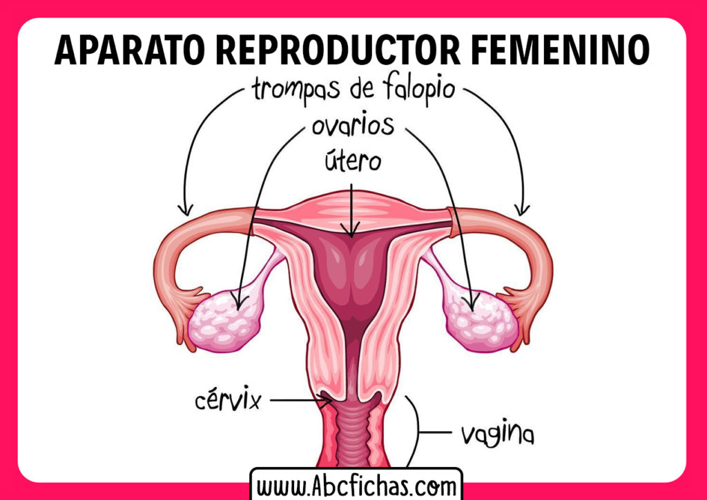 Anatomía Del Aparato Reproductor Femenino 7985