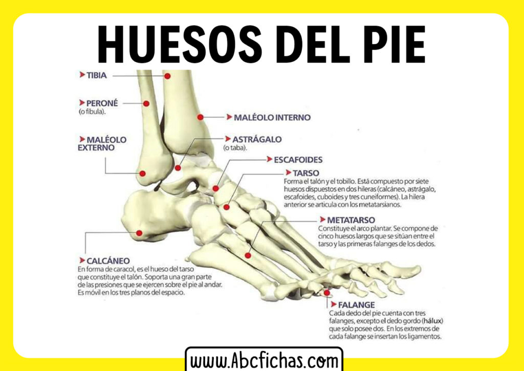 Estructura Y Anatomг A Del Pie Importancia En La Carrera Fisioonline ...