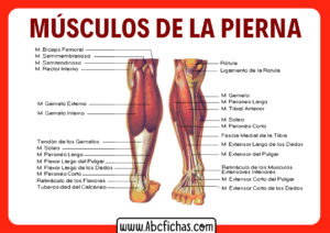 Anatomia muscular de las piernas