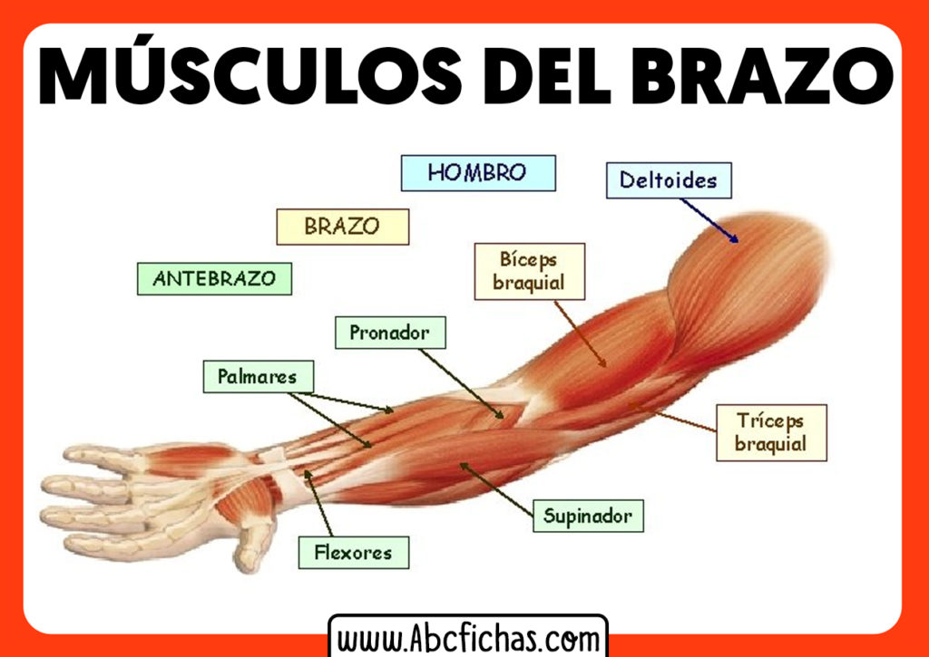 Anatomia Musculos Del Brazo Origen Insercion Inervacion Funcion Crewmed ...