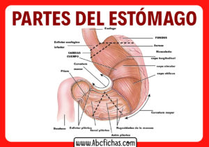 Anatomia y partes del estomago