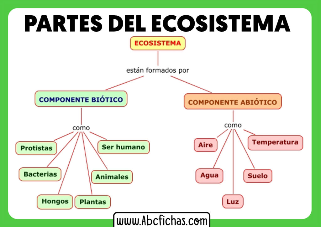 Componentes De Un Ecosistema Y Sus Partes - ABC Fichas