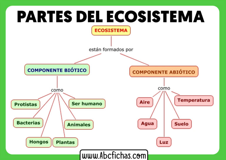 Partes De Un Ecosistema - ABC Fichas