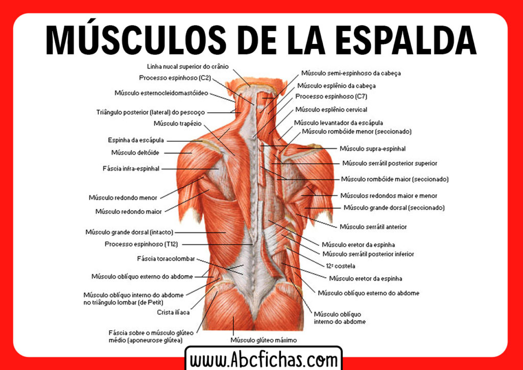 Los Músculos De La Espalda Anatomía Muscular De La Espalda