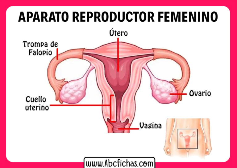 El Aparato Reproductor Femenino Abc Fichas