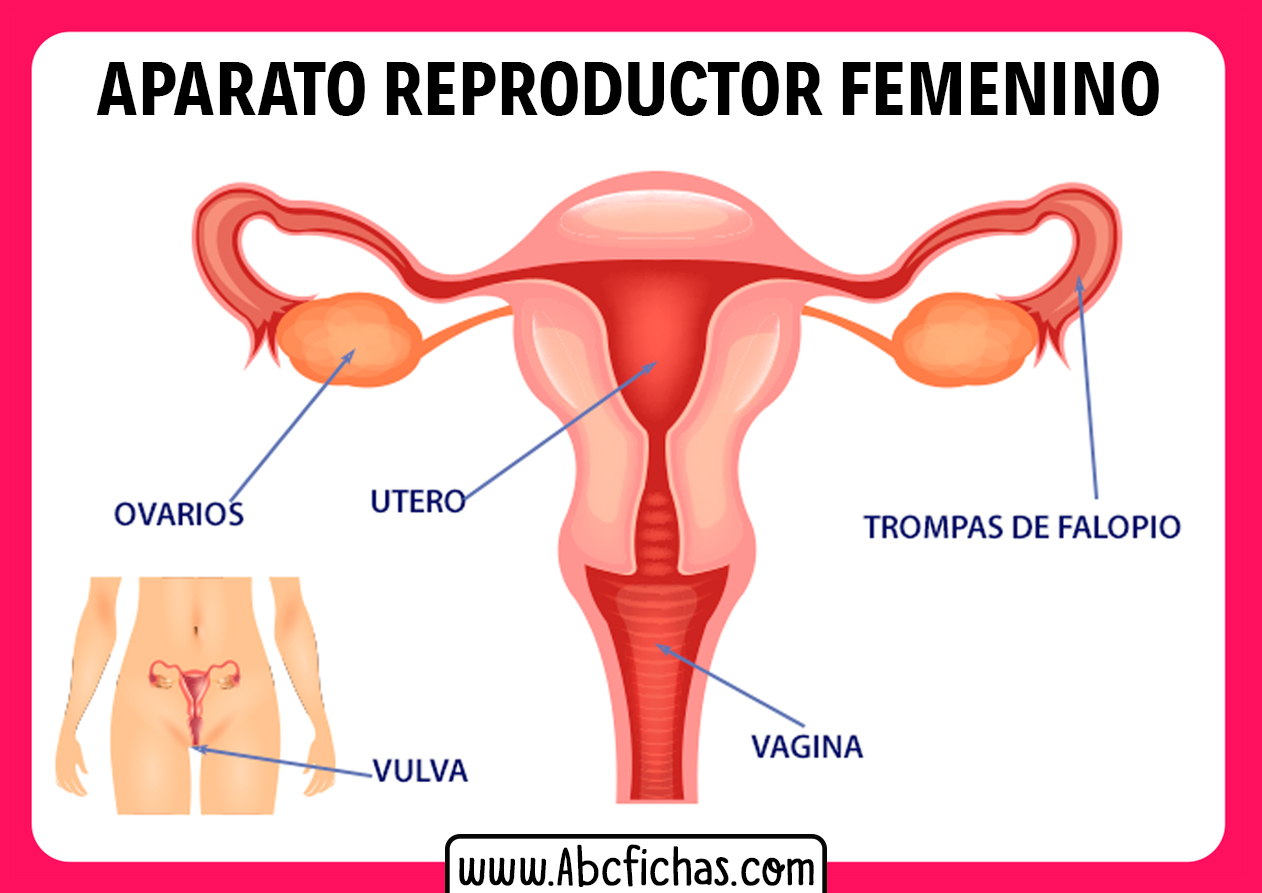 Sistema Reproductor Femenino Ficha De Actividad El Aparato The Best