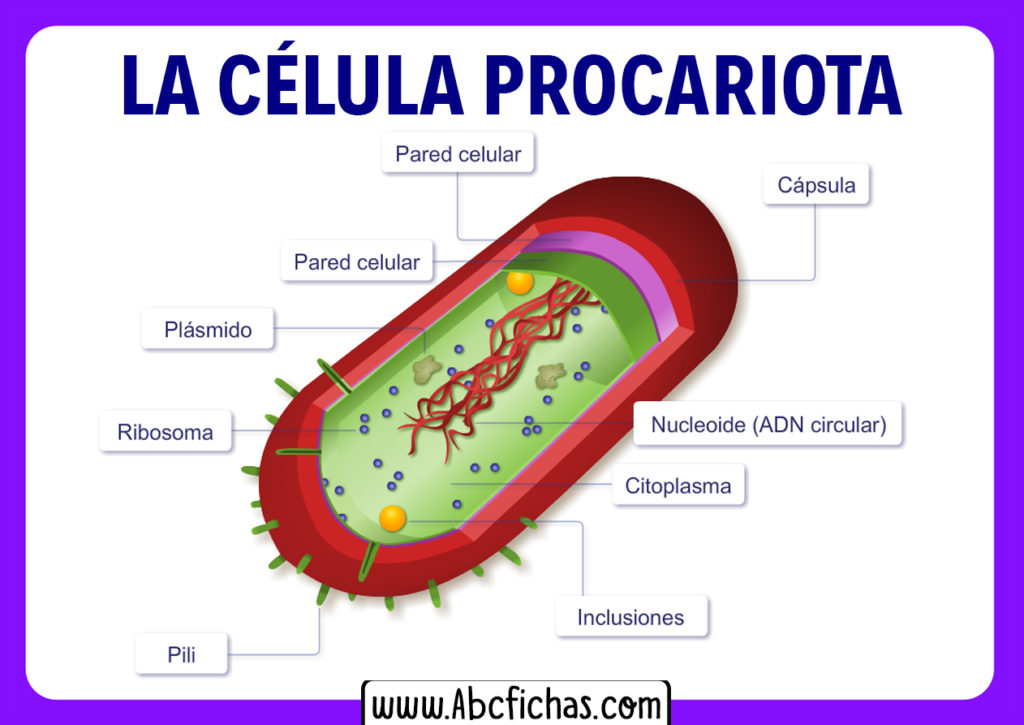 Anatomía Interna Y Partes De La Célula Procariota 8380