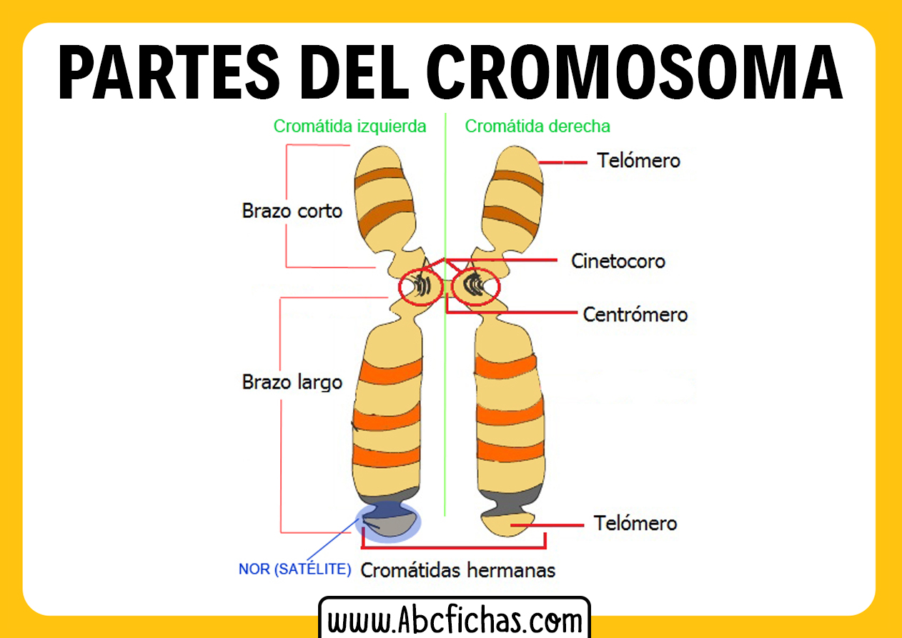 Anatomia Del Cromosoma Y Sus Partes Abc Fichas Reverasite