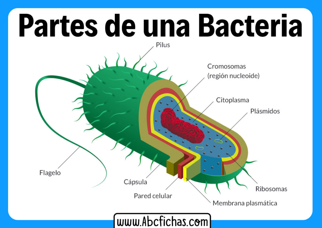 Estructura De Una Bacteria - ABC Fichas