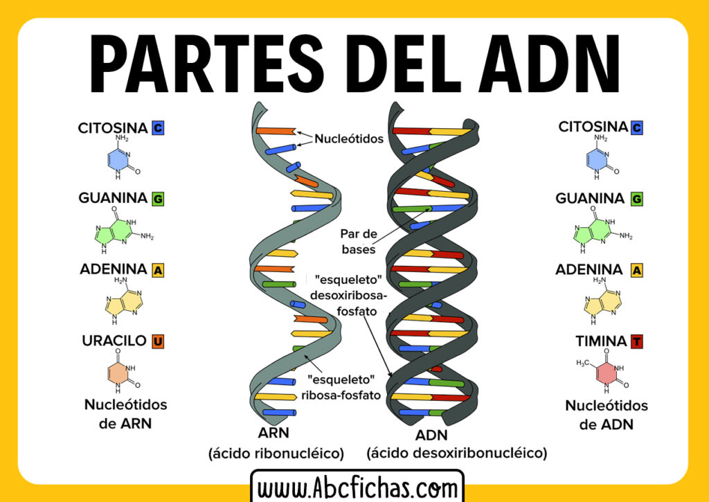 Estructura Del Adn Y Sus Partes Abc Fichas 4291