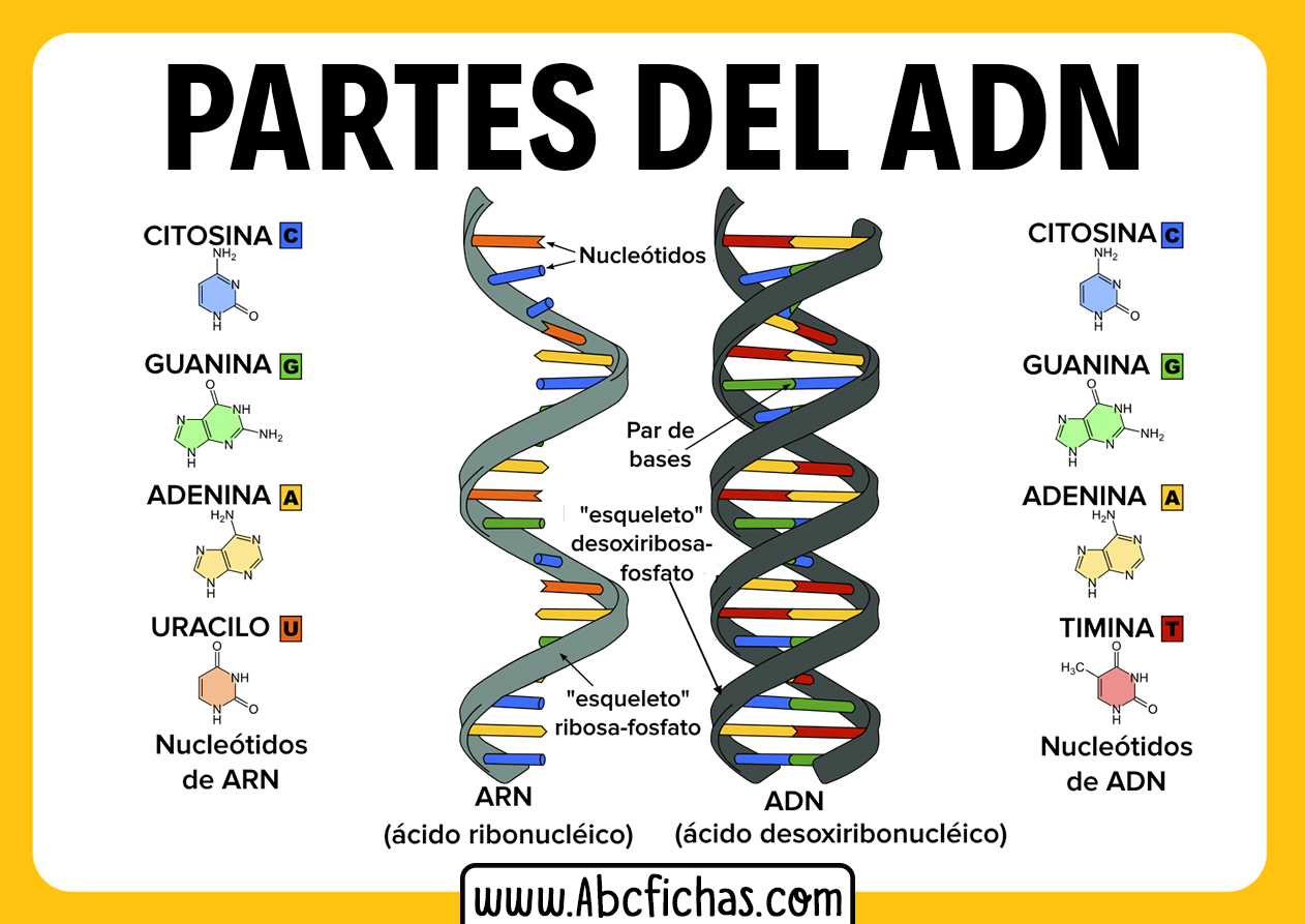 Estructura del adn y sus partes - ABC Fichas