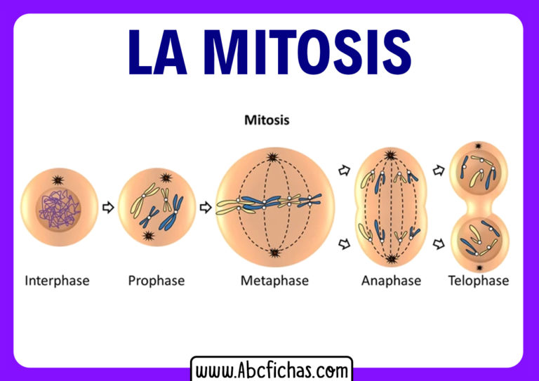 Mitosis Explicacion Facil Y Ejemplos Mi Apunte Escolar Unamed