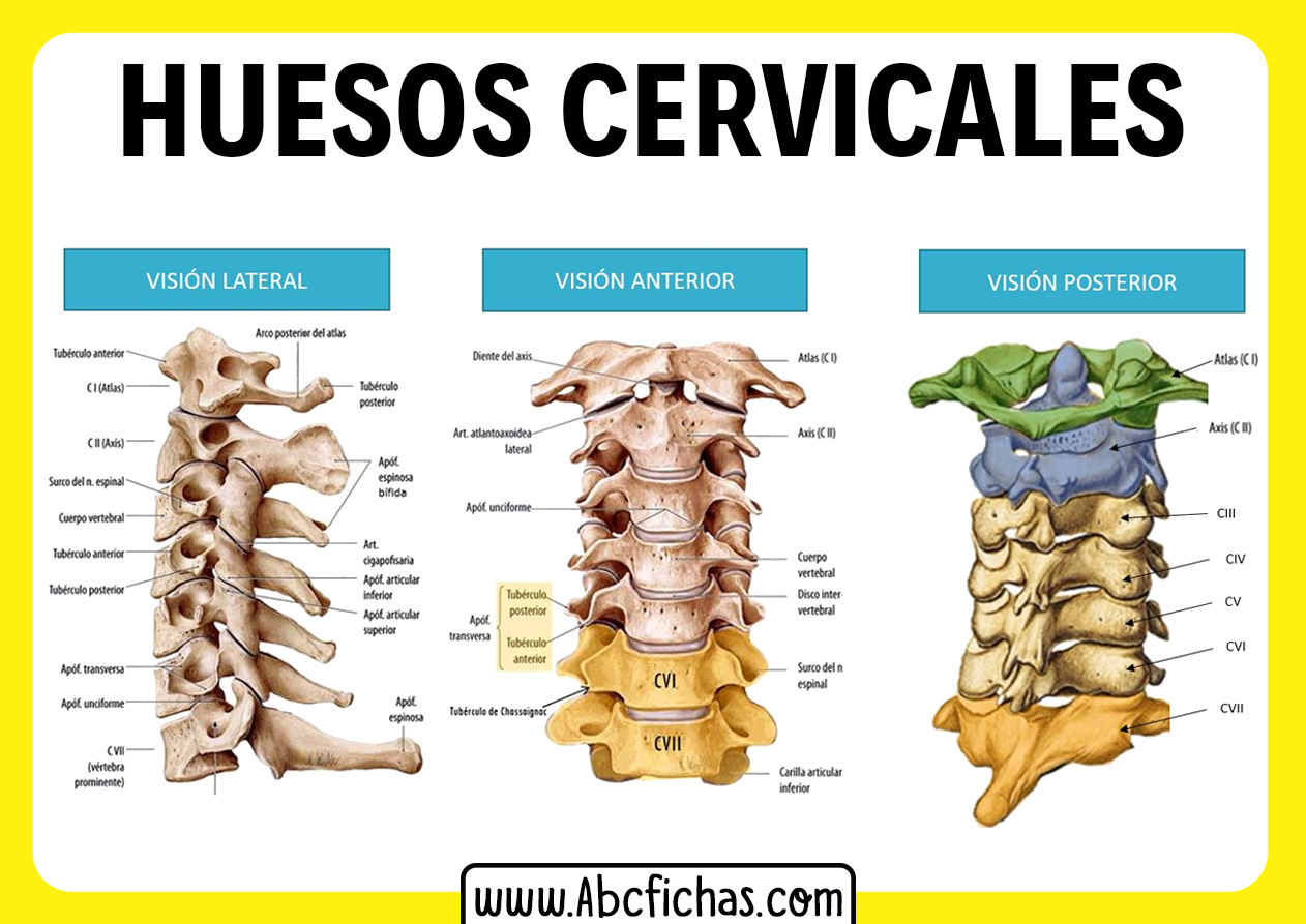 Anatomía Y Huesos Del Cuello Y Las Cervicales