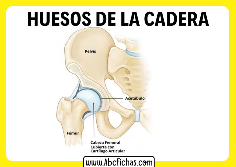 Anatomía Y Huesos De La Cadera Y La Pelvis 8840