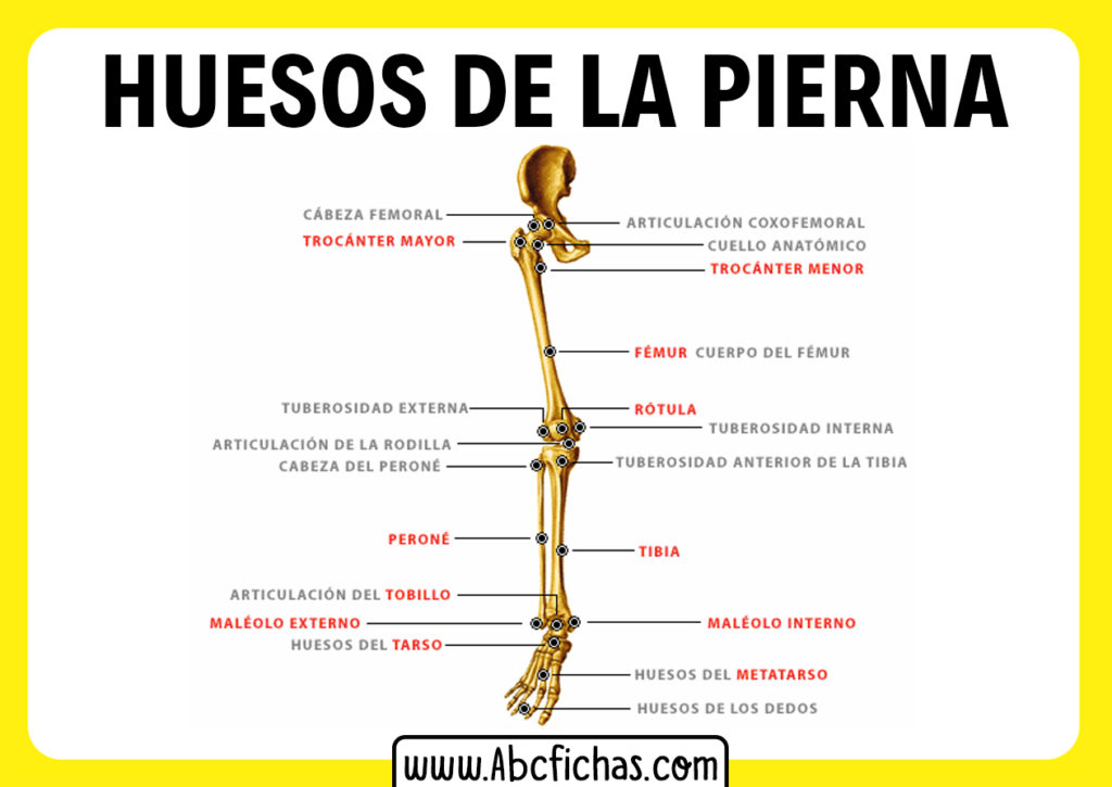 Nombres De Los Huesos De La Pierna