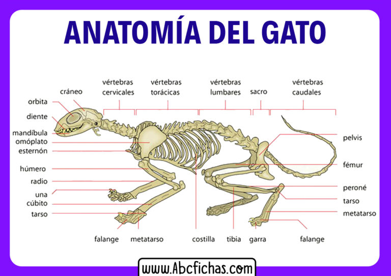 Anatomía Interna De Un Gato