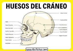 Huesos del craneo humano