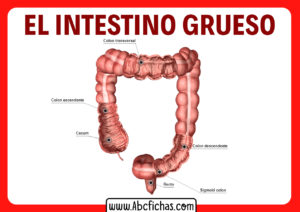 Intestino grueso partes