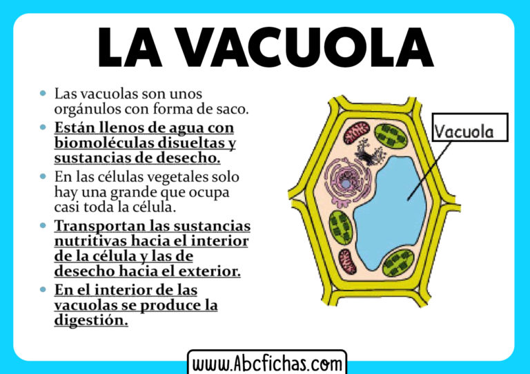 La vacuola funcion y partes - ABC Fichas