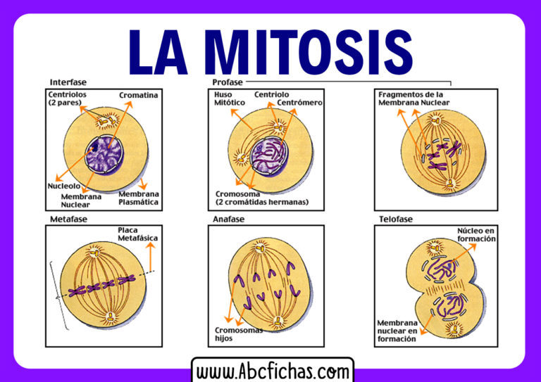 Las Fases De La Mitosis Abc Fichas 5542
