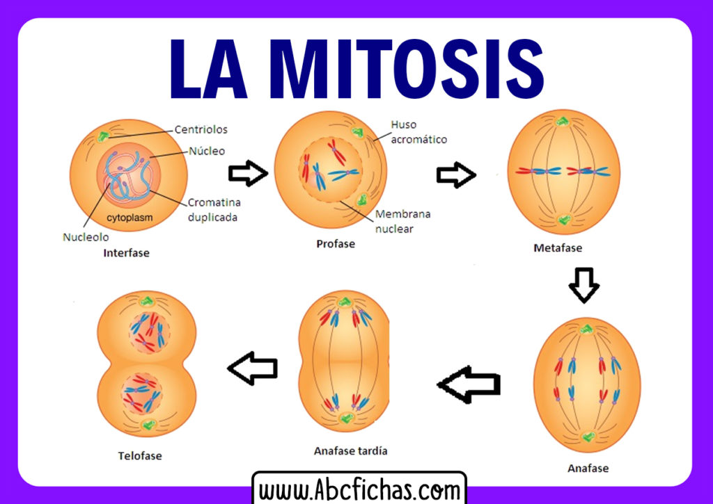 ¿Qué es la Mitosis? Las 4 Fases de la Mitosis explicadas