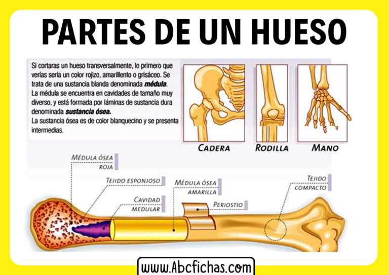 Estructura Interna Y Partes De Un Hueso